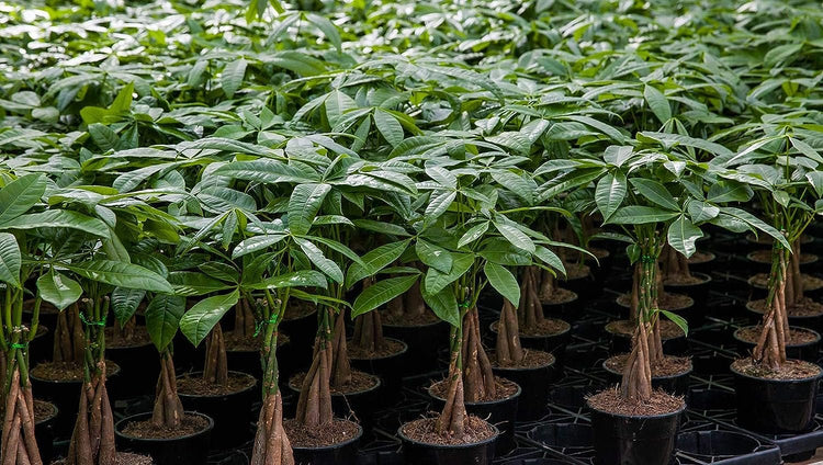 live money tree Money Tree Braid - Live Plant in an 10 Inch Growers Pot