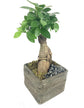 Faux Wood Bonsai Planter - Live Plants in 5 Inch Decorative Pots - Plant Variety is Grower&