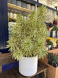 Song of India Plant - Live Plant in a 4 Inch Pot - Dracaena Reflexa - Beautiful Easy to Grow Air Purifying Indoor Plant