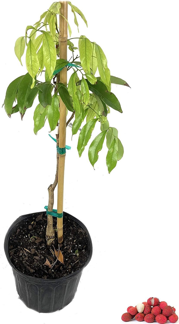 lychee house plant Brewster Lychee Tree - Live Tree in a 3 Gallon Pot