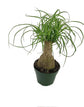 Ponytail Palm - Live Plant in a 4 Inch Growers Pot - Beaucarnea Recurvata - Beautiful Clean Air Indoor Succulent Houseplant