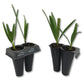Green Saw Palmetto - Live Starter Plants in 2 Inch Pots - Serenoa Repens ‘Green’ - Native Ornamental Palms from Florida