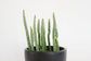 Pickle Plant Senecio - Live Plants in 4 Inch Pots - Senecio Stapeliiformis - Beautiful Indoor Outdoor Cacti Succulent Houseplant