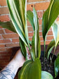 Variegated Cast Iron Plant - Live Plant in a 10 Inch Pot - Aspidistra Elatior - Beautiful Florist Quality Indoor or Outdoor Plant