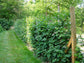 Blackberry Plant - Live Plants in 2 Inch Pots - Rubus - Fruit Trees for The Patio and Garden