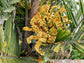Dwarf Sugar Palm Tree - Formosa Palm - Live Plant in a 3 Gallon Grower&