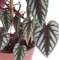 Rex Begonia Vine Hanging Basket - Live Plant in a 6 Inch Pot - Cissus Discolor - Extremely Rare and Beautiful Vining Indoor Houseplant - Air Purifying