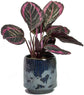 Calathea Prayer Plant - Live Plant in a 2 Inch Pot - Starter Plants - Beautiful and Elegant Easy Care Indoor Houseplants from The Nursery