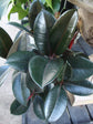 Rubber Plant - Live Plants in 4 Inch Pots - Ficus Elastica “Burgundy” - Beautiful Easy Care Air Purifying Indoor Houseplant