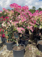 Imperial Thai Delight Bougainvillea Tree - Live Plant in a 10 Inch Grower&