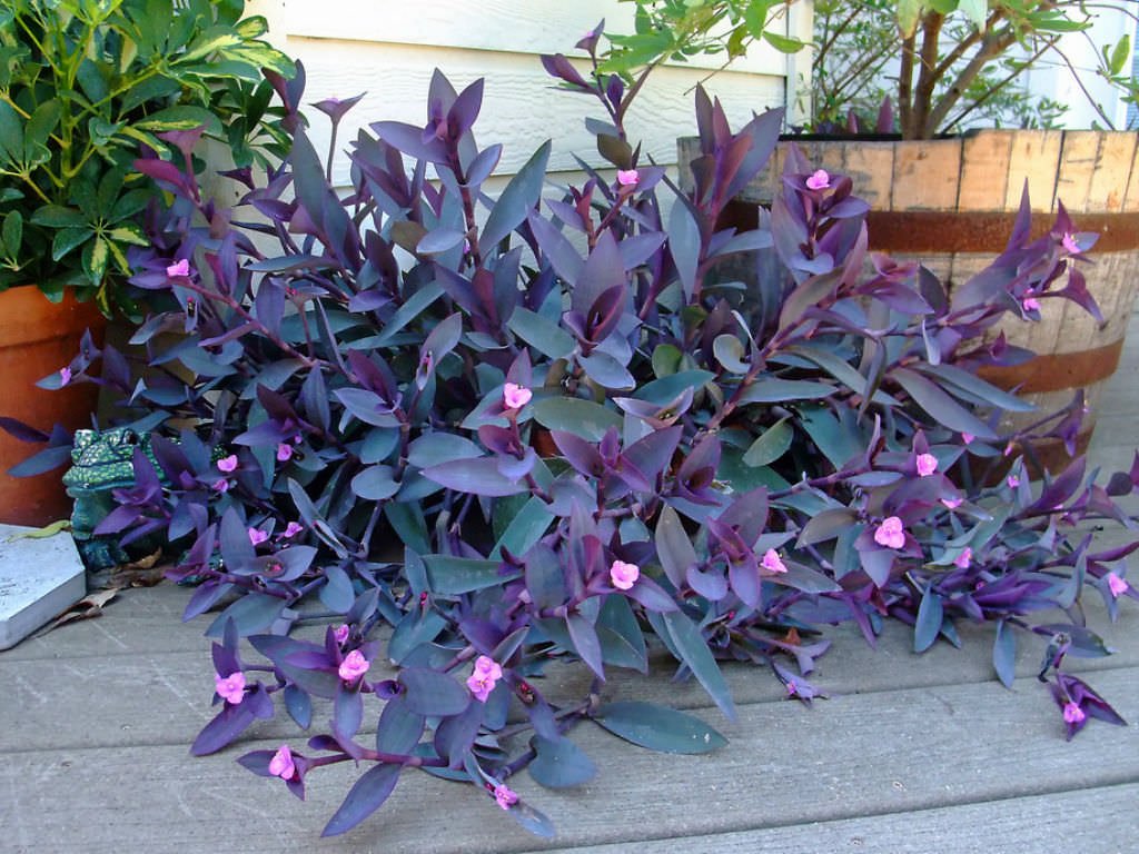 lavender wandering jew plant Tradescantia Wandering Jew - Live Plant in a 2 Inch Pot - Tradescantia Albiflora