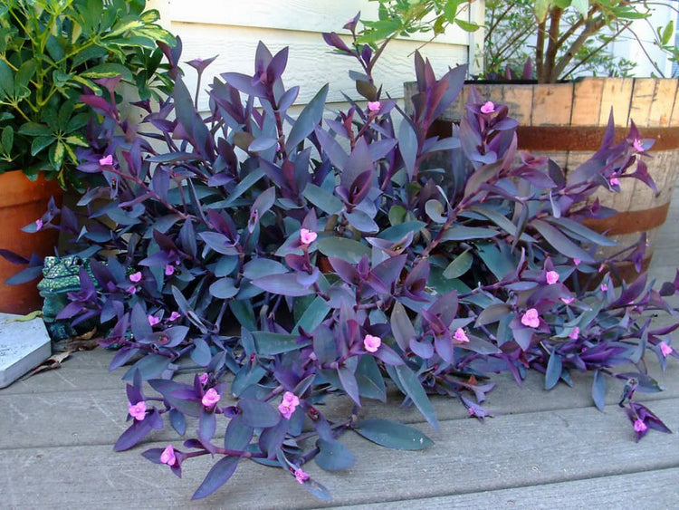 indoor plant wandering jew Tradescantia Wandering Jew - Live Plant in a 2 Inch Pot