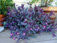 Tradescantia Wandering Jew - Live Plant in a 2 Inch Pot - Tradescantia Albiflora - Rare and Elegant Indoor Houseplant