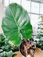 Alocasia - 4 Live Starter Plants in 2 Inch Pots - Alocasia - Florist Quality Air Purifying Indoor Plant - Nature&