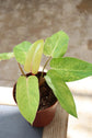 Painted Lady Philodendron - Live Plant in a 4 Inch Pot - Philodendron erubescens - Rare and Stunning Houseplant with Unique Foliage - Air Purifying