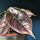 Azalani Alocasia - Live Plant in a 4 Inch Pot - Florist Quality Air Purifying Indoor Plant - Nature&