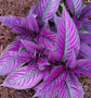 Persian Shield Plant - Live Starter Plants in 2 Inch Pots - Strobilanthes Dyerianus - Rare Indoor Outdoor Houseplant