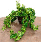 Hoya - Live Plant in a 2 Inch Pot - Indoor Houseplants Straight from The Nursery