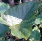 Colocasia Elephant Ear Plant - 4 Live Starter Plants - Colocasia Esculenta - Beautiful Large Leaf Foliage Starter Multipack