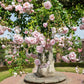 New Dawn Rose Bush - Live Starter Plants in 4 Inch Pots - Beautiful Roses from Florida - A Timeless Classic Ornamental Rose