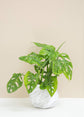 Monstera Swiss Cheese Plant - Live Plant in a 6 Inch Pot - Monstera Adansonii - Beautiful Easy to Grow Air Purifying Indoor Plant