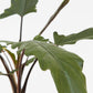 Alocasia - 4 Live Starter Plants in 2 Inch Pots - Alocasia - Florist Quality Air Purifying Indoor Plant - Nature&