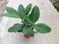 Ficus Tree - Live Starter Plants in 2 Inch Pots - Stunning Easy Care Interior Houseplant