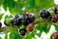 Jaboticaba Tree - Live Plants in 6 inch Growers Pots - Plinia Cauliflora - Starter Tree - Edible Fruit Trees from Florida