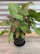 Syngonium Strawberry Cream - Live Plant in a 4 Inch Pot - Syngonium Podophyllum &