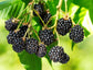Blackberry Plant - Live Plants in 2 Inch Pots - Rubus - Fruit Trees for The Patio and Garden