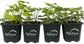Golden English Ivy - Live Plants in 3 Inch Pots - Hedera Helix - Beautiful Easy Care Indoor Air Purifying Houseplant Vine