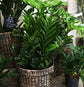 ZZ Plant - Live Plant in a 4 Inch Pot - Zamioculcas Zamiifolia - Beautiful Easy to Grow Air Purifying Indoor Plant
