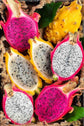 Dragon Fruit Tree - 4 Live Starter Plants - Hylocereous Undatus - Edible Tropical Fruit Plant from Florida