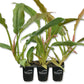 Philodendron Ring of Fire - Live Starter Plants in 2 Inch Pots - Exotic and Rare Indoor Houseplant - A Kaleidoscope of Colors