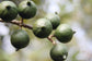 Beaumont Macadamia Nut Tree - Live Plants in 1 Gallon Pots - Macadamia Integrifolia - Edible Nut Tree for Gardens