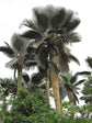 Giant Yarey Palm - Live Plant in a 4 Inch Growers Pot - Copernicia Fallaensis - Extremely Rare Ornamental Palms of Florida