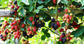 Blackberry Variety Pack - 4 Live Starter Plants - Rubus - Four Live Starter Plants for Your Edible Garden