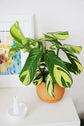 Calathea Prayer Plant - Live Plant in a 2 Inch Pot - Starter Plants - Beautiful and Elegant Easy Care Indoor Houseplants from The Nursery