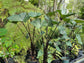 Colocasia Elephant Ear Plant - 4 Live Starter Plants - Colocasia Esculenta - Beautiful Large Leaf Foliage Starter Multipack