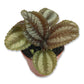 Friendship Plants - Live Starter Plants in 2 Inch Pots - Baby Pilea - Beautiful Textured Indoor Houseplant