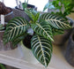 Zebra Plant - 3 Live Plants in 6 Inch Pots - Aphelandra Squarrosa &