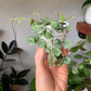 Hoya Curtisii - Live Plants in 4 Inch Pots - Hoya Carnosa &