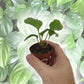 Black Bat Flower - Live Starter Plants in 2 Inch Pots - Tacca Chantrieri - Not in Bloom When Shipped - Extremely Rare and Exotic Flowering Plant