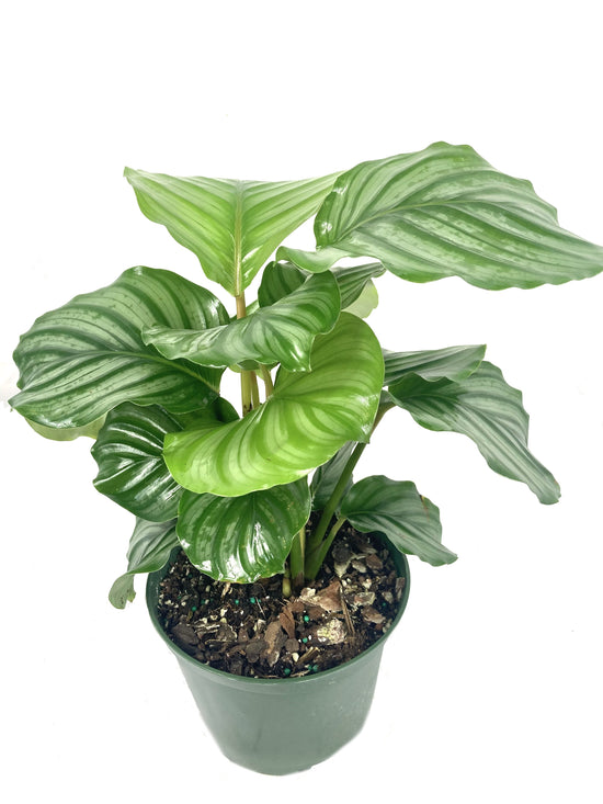Calathea Orbifolia - Live Plant in a 6 inch Pot - Calathea Orbifolia - Beautiful Easy to Grow Air Purifying Indoor Plant