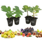 Fig Tree - 4 Live Starter Plants - Ficus Carica - Edible Fruit Tree for The Patio and Garden