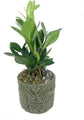 Bonsai Tropical Leaf Planter - 3 Live Plants in 5 Inch Decorative Pots - Plant Variety is Grower&