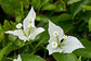 White Bougainvillea - Live Plant in a 3 Gallon Pot - Beautiful and Vibrant Flowering Shrub