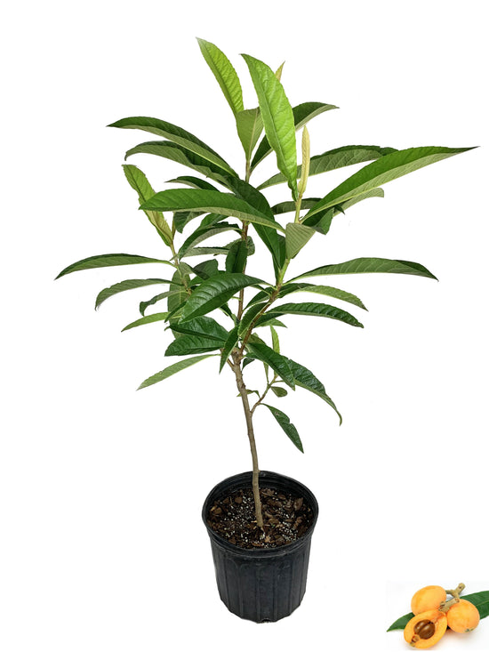 Loquat Tree - Japanese Plum - Live Fruit Tree in a 3 Gallon Pot - 3 Foot Tall - Eriobotrya Japonica - Edible Fruit Bearing Patio Fruit Tree
