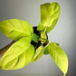 Philodendron Lemon Lime - Live Plant in a 4 Inch Growers Pot - Philodendron Hederaceum Lemon Lime - Strikingly Beautiful Indoor Air Purifying Houseplant