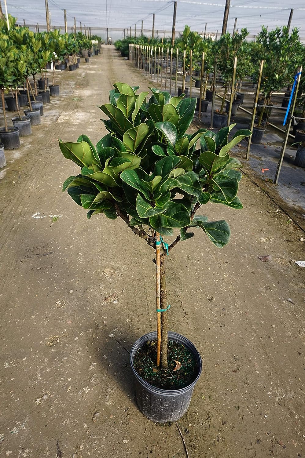 ficus audrey outside Ficus Audrey Standard - Live Plant in a 10 Inch Pot - Ficus Benghalensis